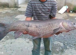 青鱼视频国产3,探索青春光影下的情感世界